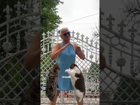 Billi dance #trend #catvideos #trendingshorts #viralvideo #viralshorts