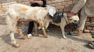 goat meets dog village animal meetup moments 