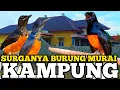 ⚠️ KAMPUNG MURAI BATU // TEMPATNYA BURUNG PRESTASI JARANG ORANG TAU