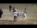 Download Lagu N 112 MAGDA AL MAGIDA   Al Marasem Rabab AH Championship 2025   Mares 7+ Years Old Class 5