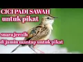 Download Lagu SUARA CICI PADI SAWAH UNTUK PIKAT
