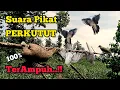 Suara PERKUTUT Untuk PIKAT paling AMPUH ‼️