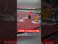 Download Lagu Ze verdienen $150.000 met het plukken van cranberries