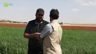 زراعة الفصة Alfalfa Cultivation 
