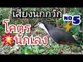 Download Lagu เสียงนกกวัก  no.5 Waterhen Sounds