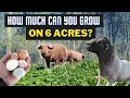How to Plan a 6-Acre Homestead For Maximum Production