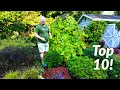 Top 10 Plants in the Spring Garden