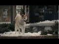 Lagu Hachiko tribute (Siempre a tu lado)