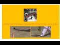 Cricket Ball Tracking with Object Detection YOLO Virat Kohli s Cover Drive in Action
