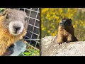 OnlyMarms is the G-Rated OnlyFans Page Marmot Researchers Use to Fundraise