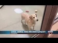 Lynchburg Humane Society is 31 Dogs Over Capacity