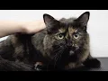 Brilliant Tortie cat ESCAPES the Rage Cage
