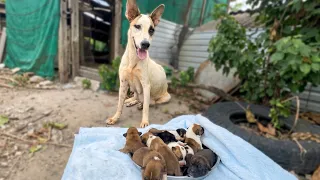 Rescuing a Sick Mom Dog Trying to Keep Her 8 Puppies Alive