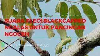 suara pleci blackcapped ngalas untuk pancingan ngoceh masteran burung 
