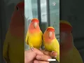 Download Lagu Beautiful parrot | love birds| |Bird Life| #shortvideo #birdlife #short #cute |  birds fall in love
