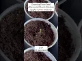Download Lagu Growing Perennial Shasta Daisies from seed (with updates) 🌱 Crochet, Garden, Repeat