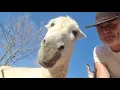Handsome Donkey