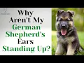 Why Aren t My German Shepherd s Ears Standing Up