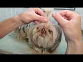 How to grow out a top knot pony on a dog