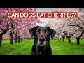 Can Dogs Eat Cherries The Risks