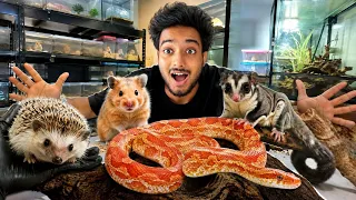 40/- vs 50,000/- Rupees Exotic Pet's