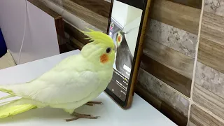 ممارسه تعليم كوكتيل على غناء 