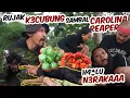 Download Lagu Rujak K3CUBUN6 Sambel CAROLINA REAPER sama Tarzan @dedeinoen8868  H4LU N3R4KAAA