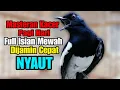 Download Lagu kacer gacor NGEPLONG tarung konslet ini paling AMPUH buat PANCINGAN KACER agar EMOSI