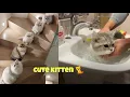 Download Lagu 😍 Cute is Not Enough - Cute Kittens In The World
