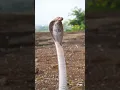 Lagu indian spectacled cobra | india cobra | cobra snake | naag | snake of india | most venomous snake |