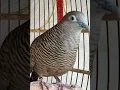 Download Lagu Burung dara lokal mempunyai suara topcer yang jernih untuk umpan yang langsung bereaksi