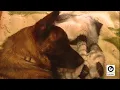 With many Utah animal shelters packed call goes out to adopt pets
