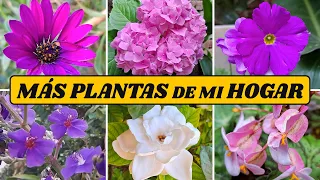 m s plantas que crecen en el jard n de mi hogar
