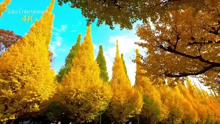 يا نور النبي اللهم صل على حبيبنا النبي دندنها