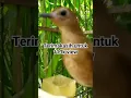 Download Lagu pancingan jongkangan betina bikin jantan cepat gacor terimakasih buat view 113k di video panjang
