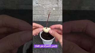 زراعة الجهنمية بسهولة 