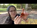 How to find lobster mushrooms, Hypomyces lactifluorum