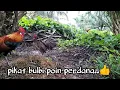 Download Lagu #Pikat ayam hutan terbaru.pikat  BULBI..SUPER ...BIKIN ORI TERKEPER-KEPER..😲