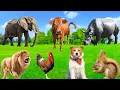 Lagu Natural Animal Sounds - Elephant, Rhino, Chicken, Cow, Squirrel, Lion - Wild Animals