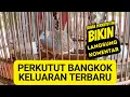 Download Lagu MASTERAN SUARA PERKUTUT BANGKOK JUARA SUARA JERNIH AMPUH PANCINGAN KUNG MANIA