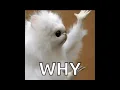 The MOVIE OF GIF