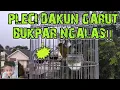 Download Lagu Pleci DAKUN garut NGALAS nembak panjang