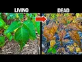 The Best Way To KILL Poison Ivy Poison Oak