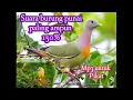 Lagu bisa di download suara pikat burung punai#subscribe #dowloand #like #shorts