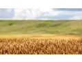 Great Harvest Who We Are