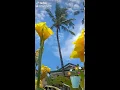Download Lagu Yellow  Canna lilies
