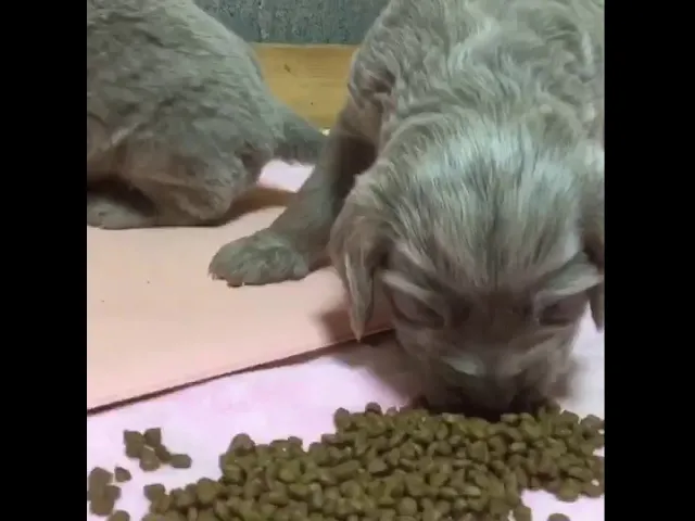 動画