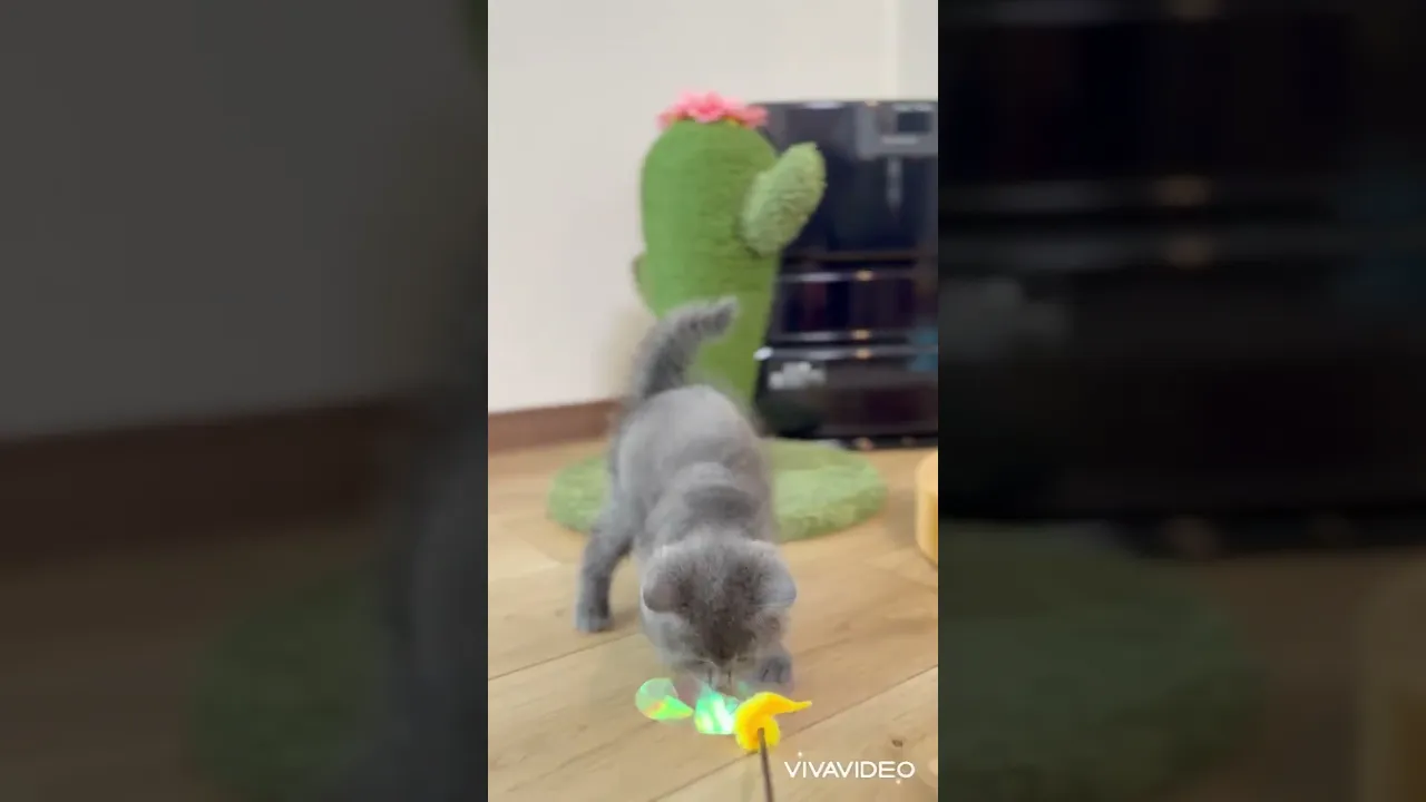 動画