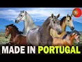 Download Lagu All 5 Portuguese Horse Breeds (Inc 1 Recently Discovered)