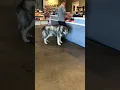 Wag hotel is a place where dogs are given daycare at 48 one day and extra cost for overnight stay